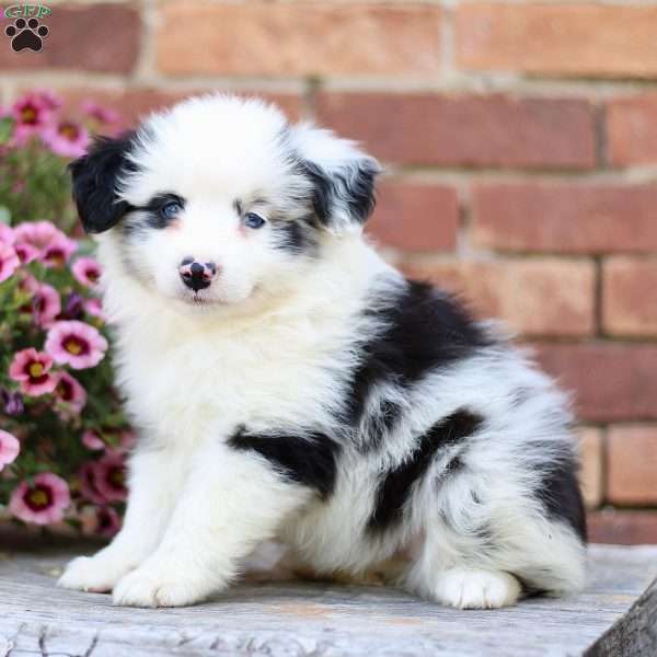 Bianca, Miniature Australian Shepherd Puppy